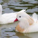 فروش جوجه اردک ماندارین سفید